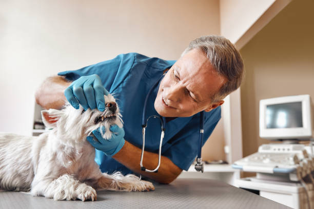 Best 24-Hour Emergency Dentist in Chehalis, WA